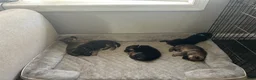 German Shepherd dogs for sale: Lima bean  - Ad 2
