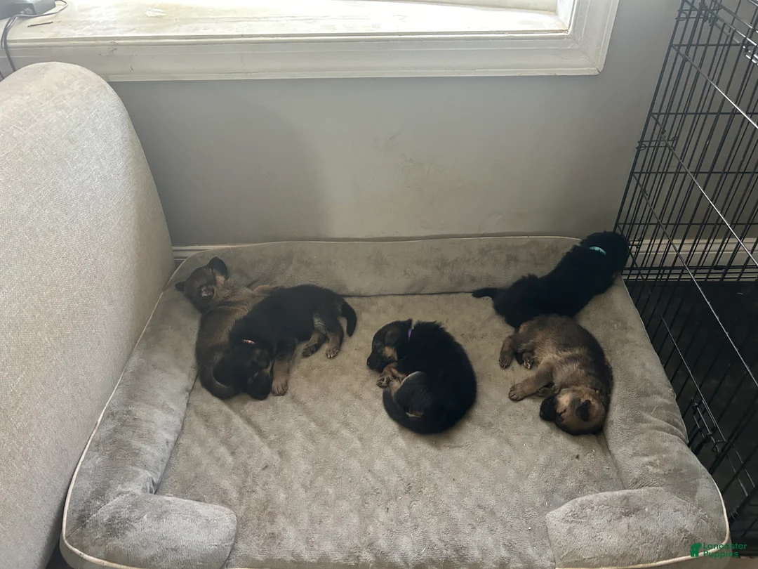 German Shepherd dogs for sale: Lima bean  - Ad 2