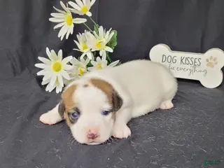 Jack Russell Terrier dogs NOX purebred CKC Registered - Ad 20