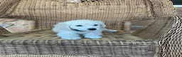 Golden Retriever dogs for sale: Jake - Ad 4