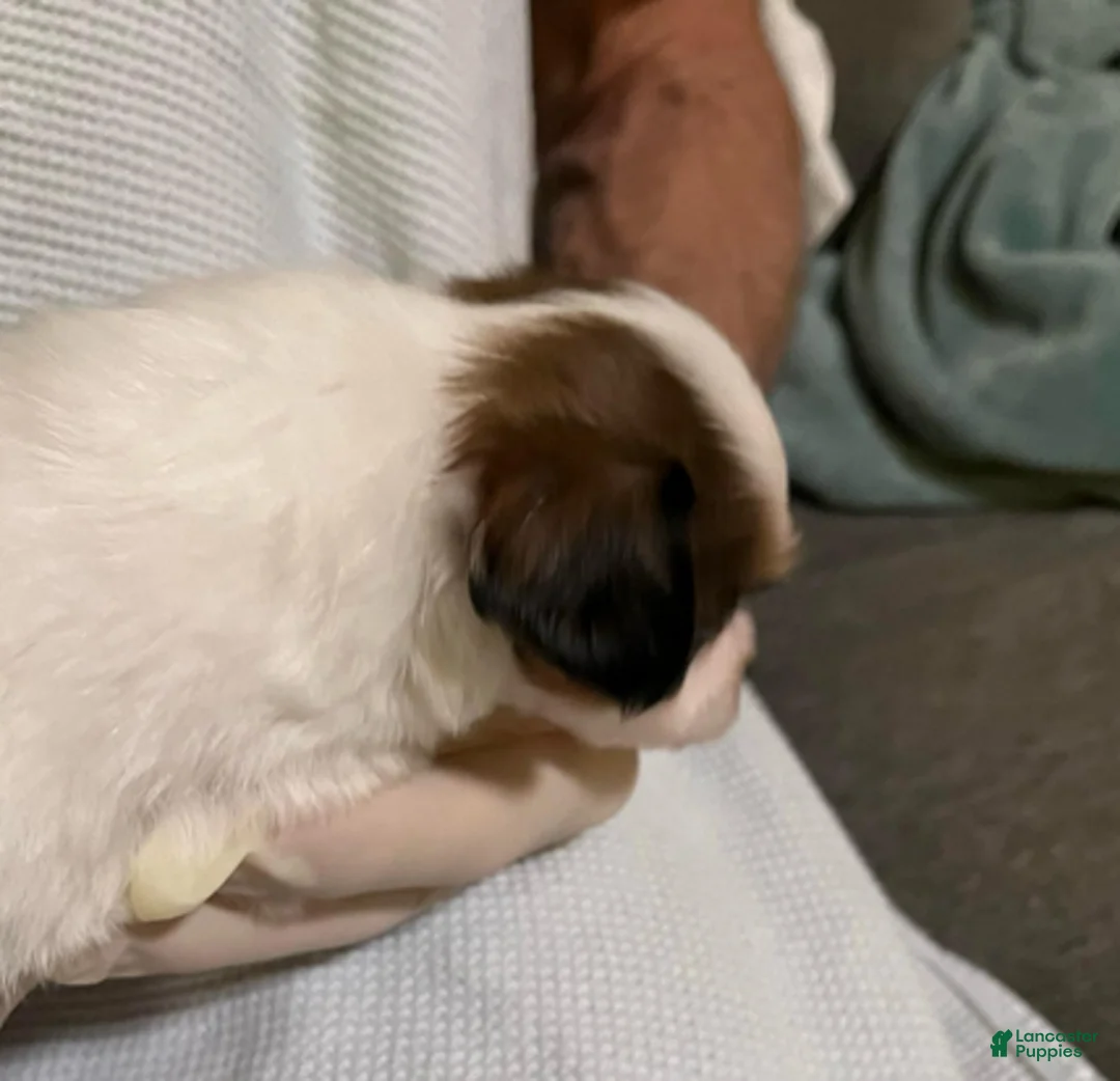 Papillon dogs for sale: Bubba - Ad 5