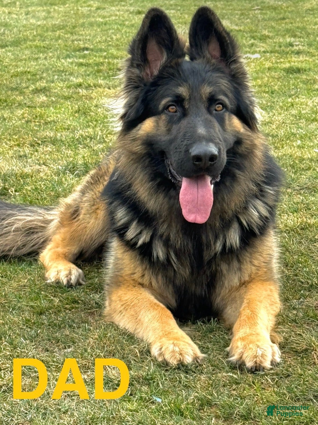 German Shepherd dogs Jerry - Ad 2