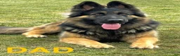 German Shepherd dogs for sale: Zara - Ad 7