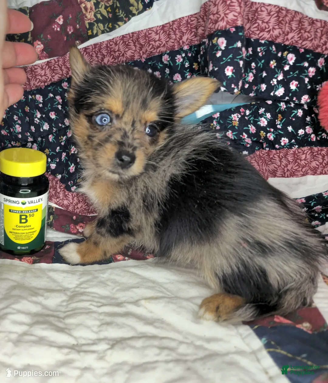 Mixed Breed dogs for sale: Indya F (Small Yorky-Pom) - Ad 5