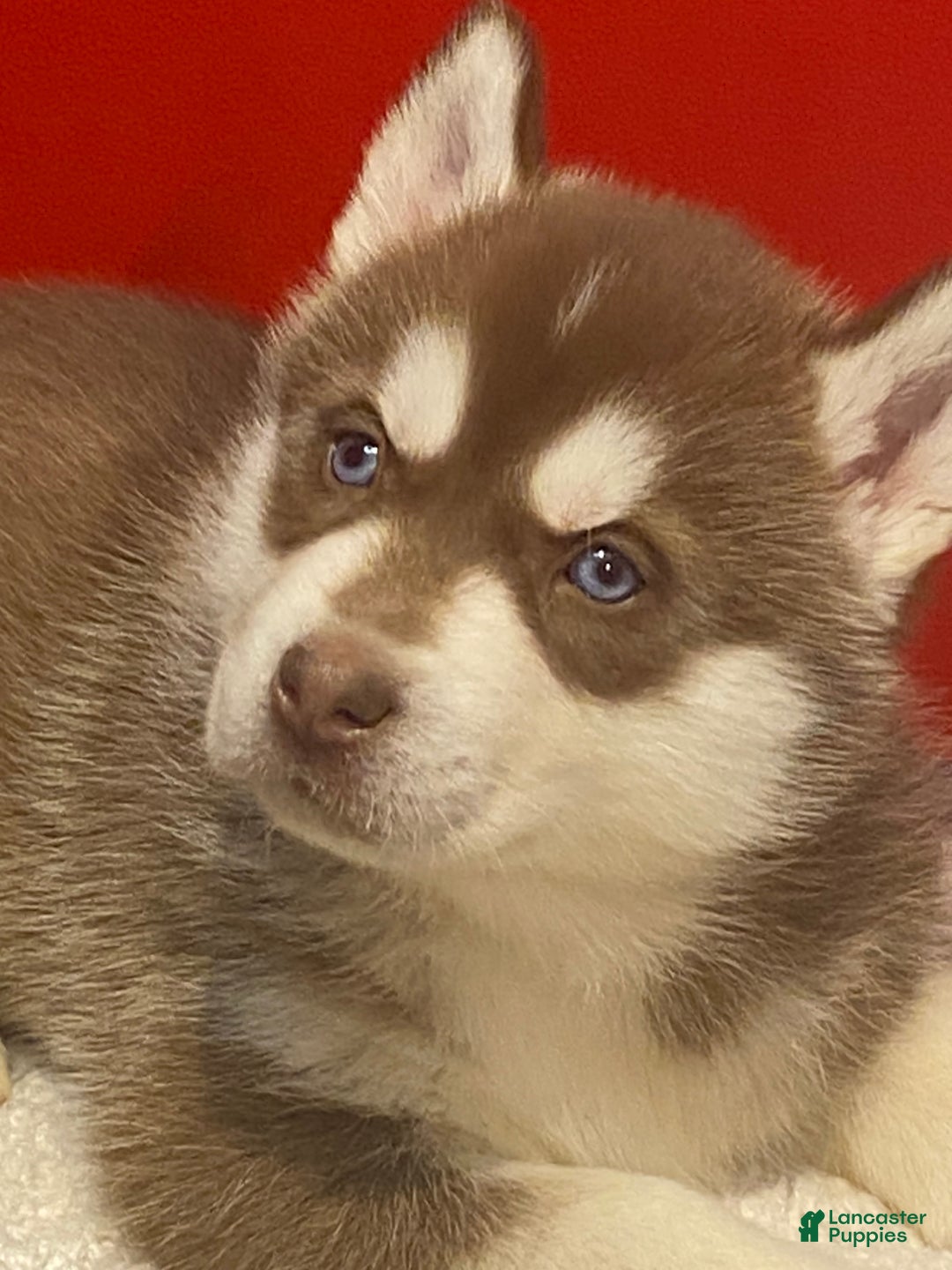 Siberian Husky dogs for sale: Oscar - Ad 19
