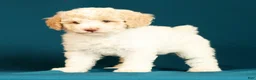 Miniature Poodle dogs for sale: Cody - Ad 5