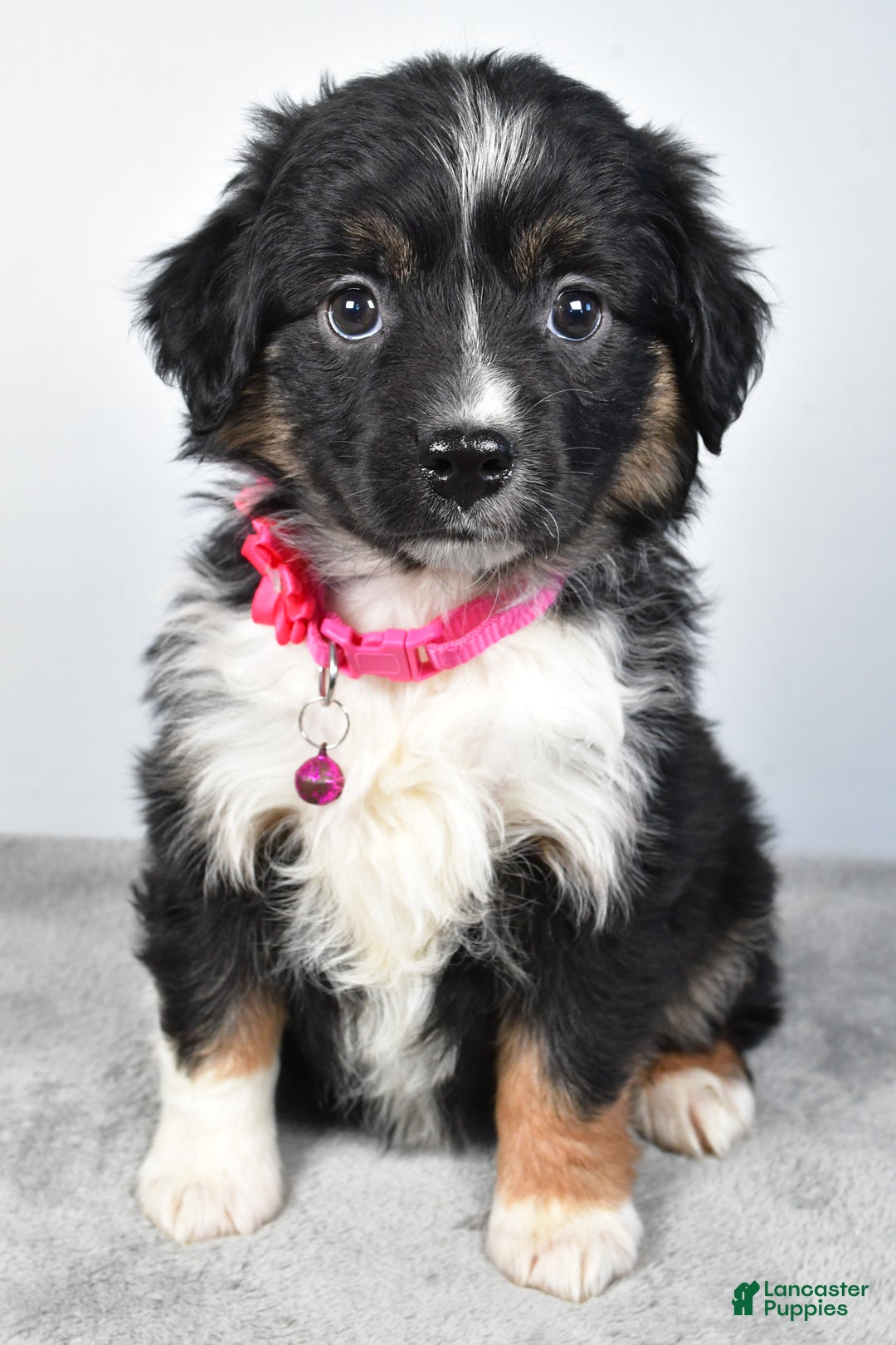 Miniature Australian Shepherd dogs for sale: Willow - Ad 1