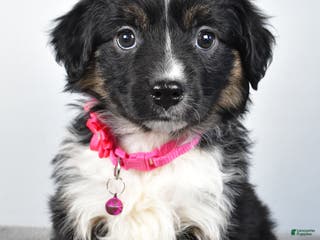 Miniature Australian Shepherd dogs Willow - Ad 5