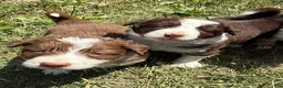 Border Collie dogs for sale: Eli - Ad 3