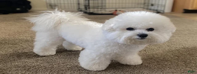 Bo