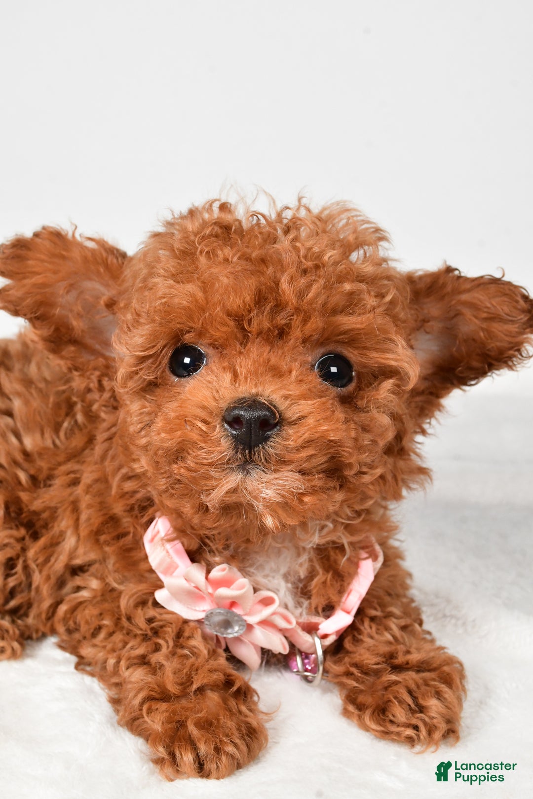 Toy Poodle dogs for sale: Eclare - Ad 8