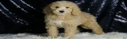 Mini Goldendoodle dogs for sale: Chevy - Ad 2