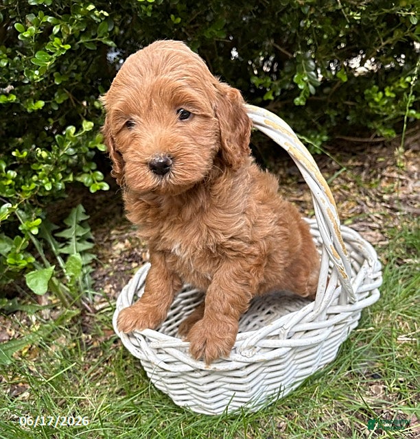 Mini Goldendoodle dogs Brooke - Ad 1