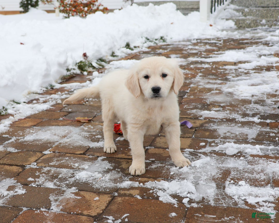 Golden Retriever dogs for sale: Chloe - Ad 5