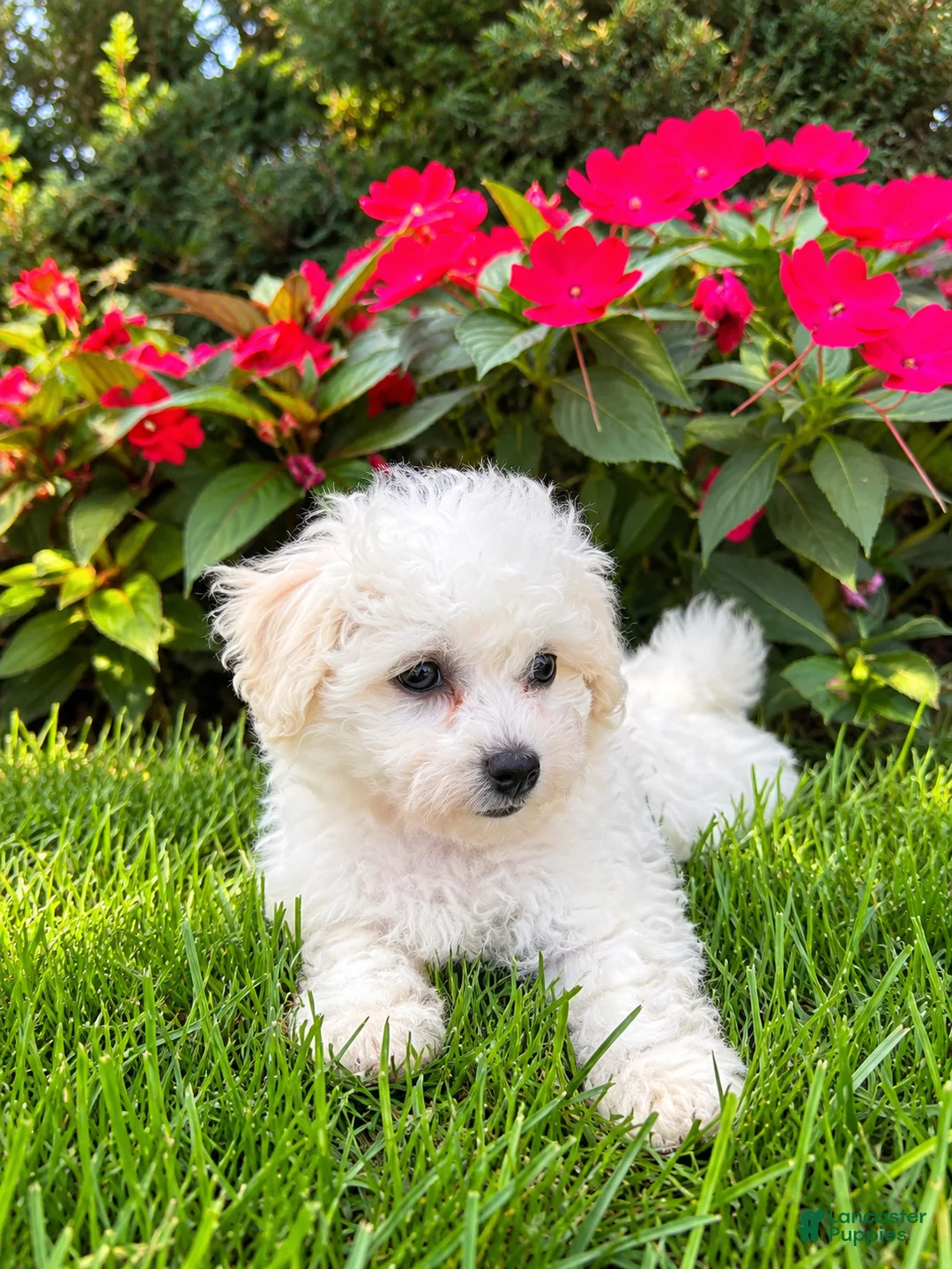 Bichon Frise dogs for sale: Bichon Frise 1 - Ad 5
