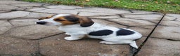 Mixed Breed dogs for sale: Jim - Ad 5