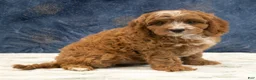 Cavapoo dogs for sale: Benson - Ad 5