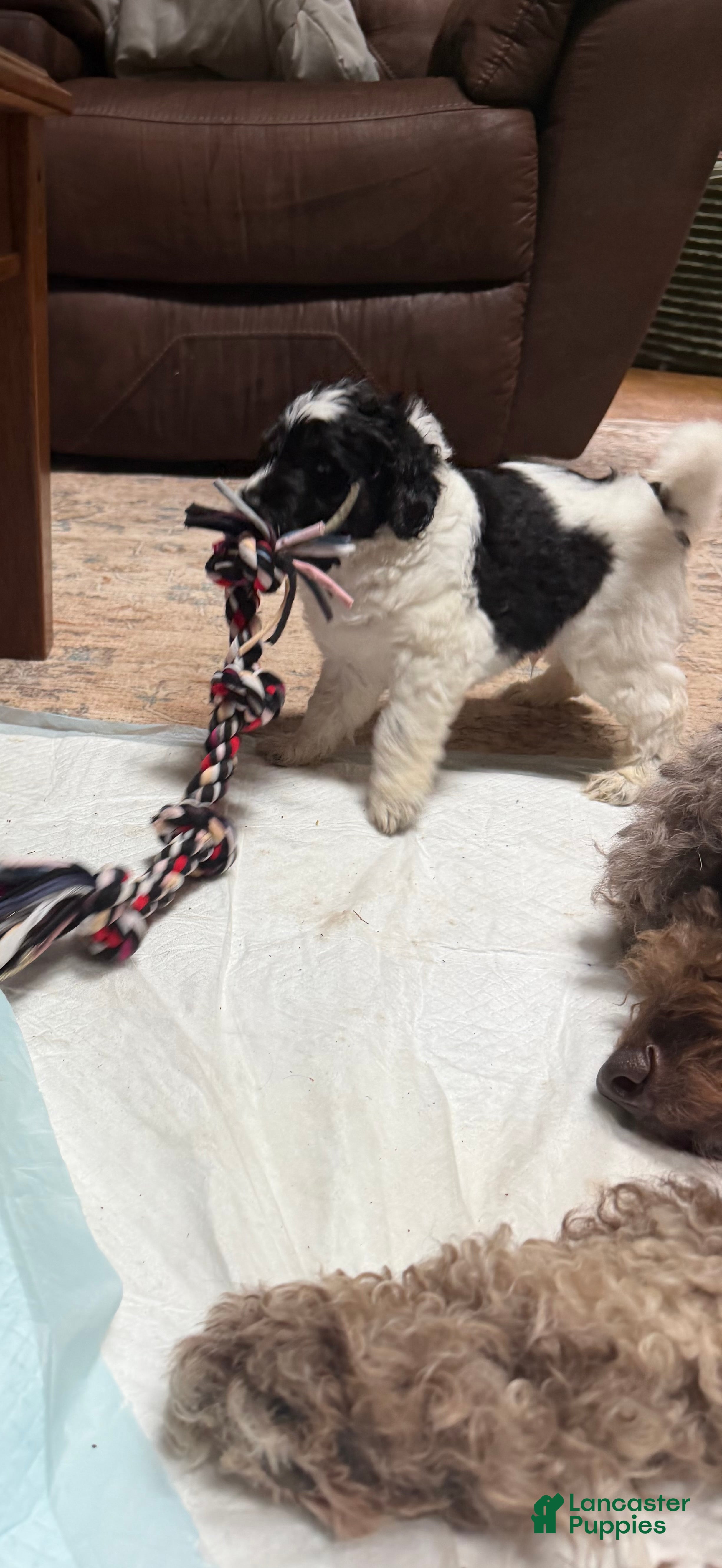 Aussiedoodle dogs Rizzo - Ad 1