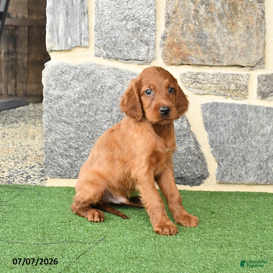Irish Setter dogs Conner - Ad 1