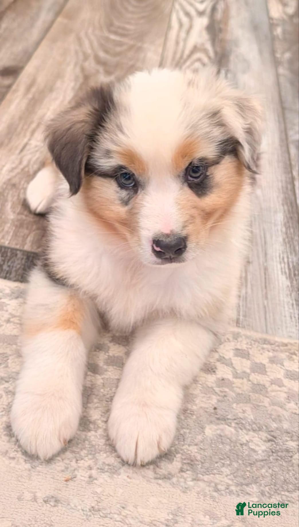 Australian Shepherd dogs Storm Ledger - Ad 1