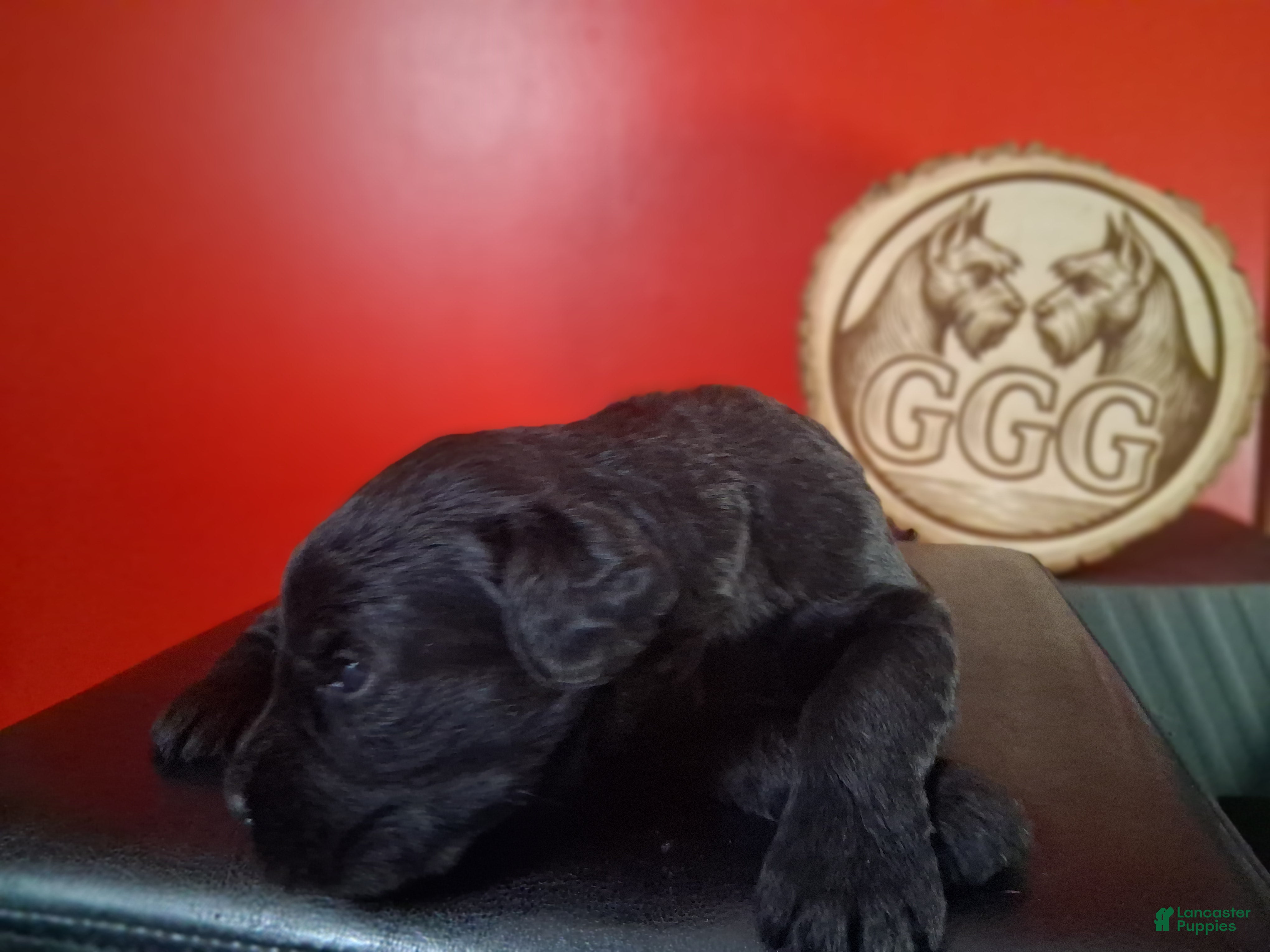 Giant Schnauzer dogs Poppy - Ad 8