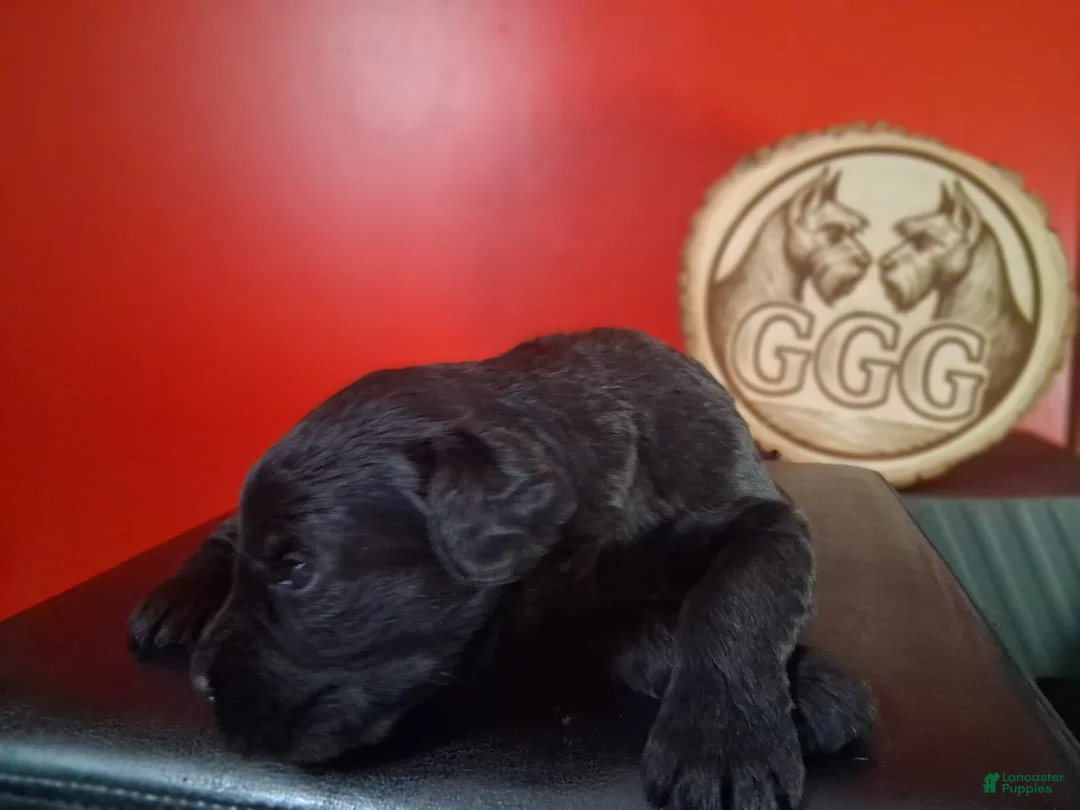 Giant Schnauzer dogs for sale: Poppy - Ad 1