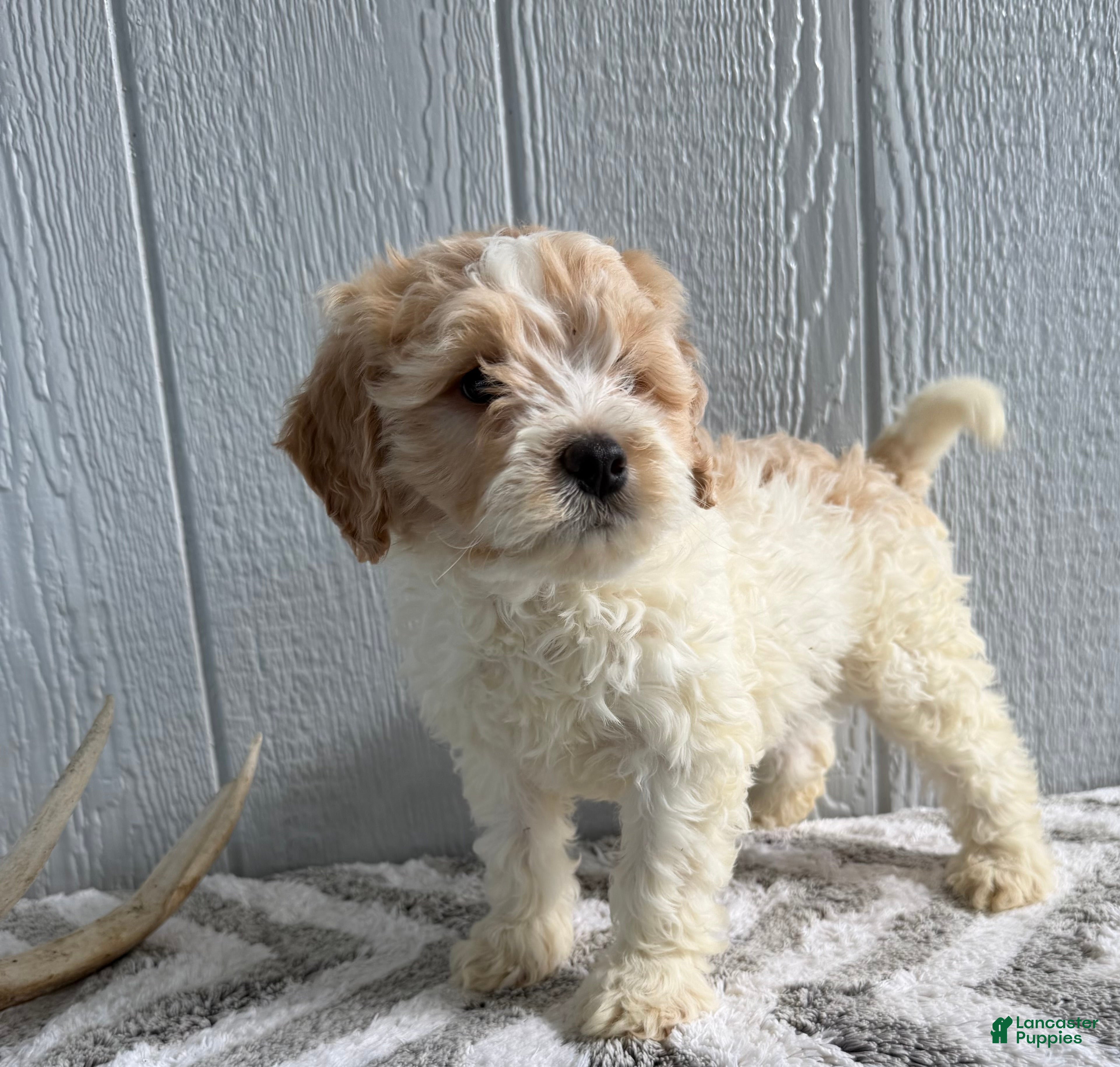 Mini Goldendoodle dogs Riley - Ad 2