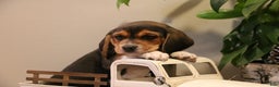 Beagle dogs for sale: Austin - Ad 3