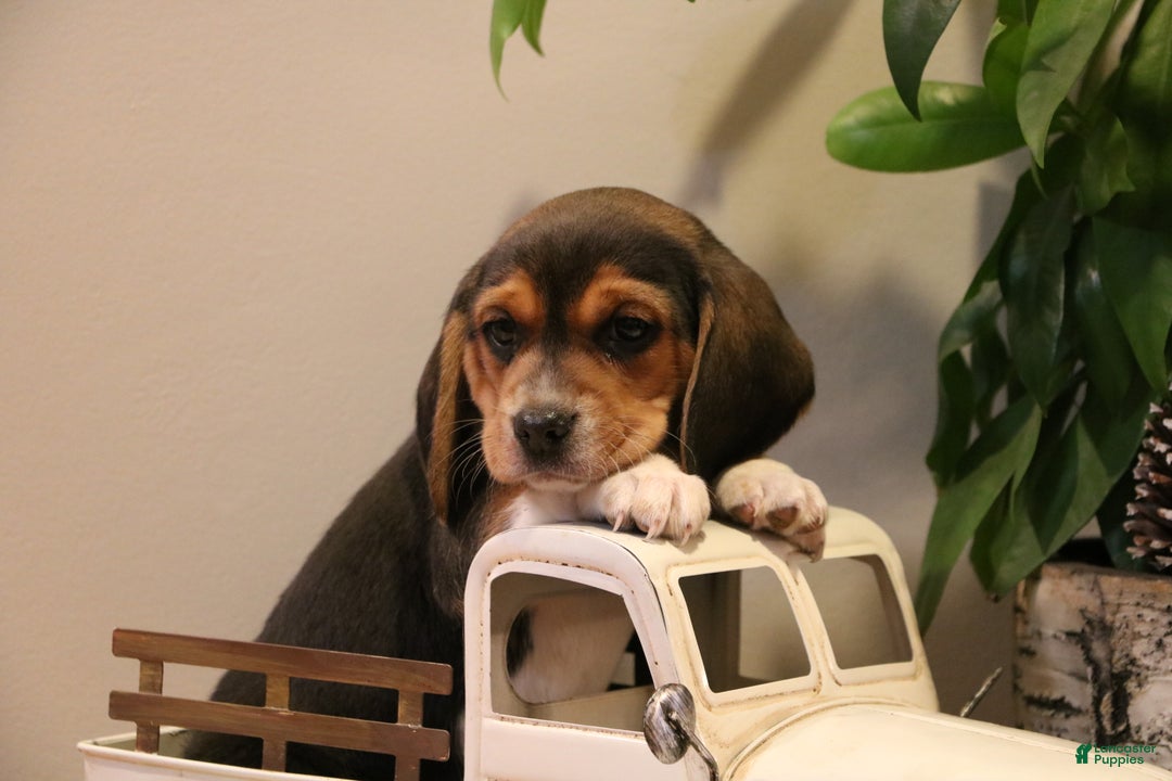Beagle dogs for sale: Austin - Ad 3