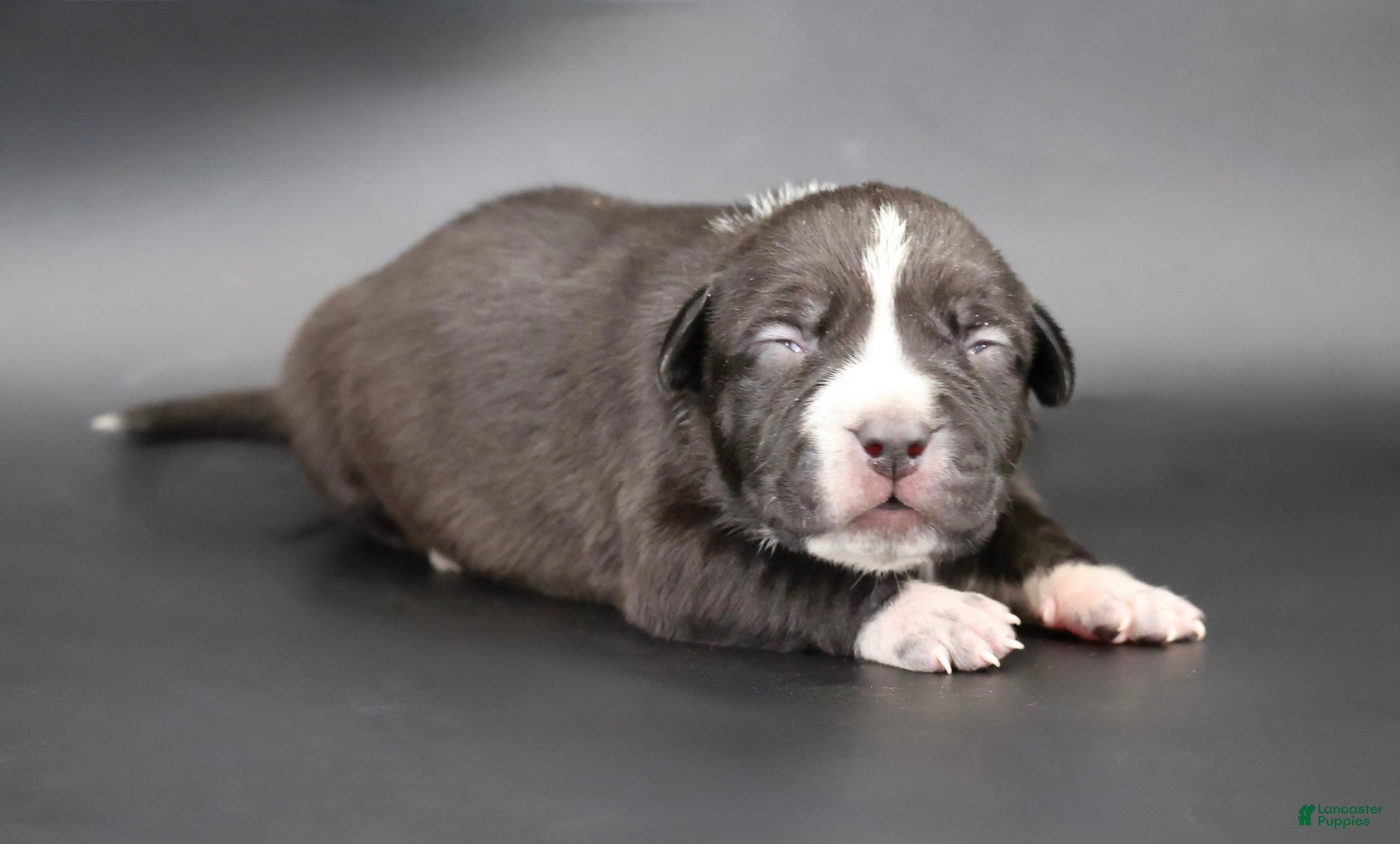 American Bully dogs Harmonoa - XL - ABKC - Ad 1