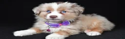 Miniature Australian Shepherd dogs for sale: Diana - Ad 8