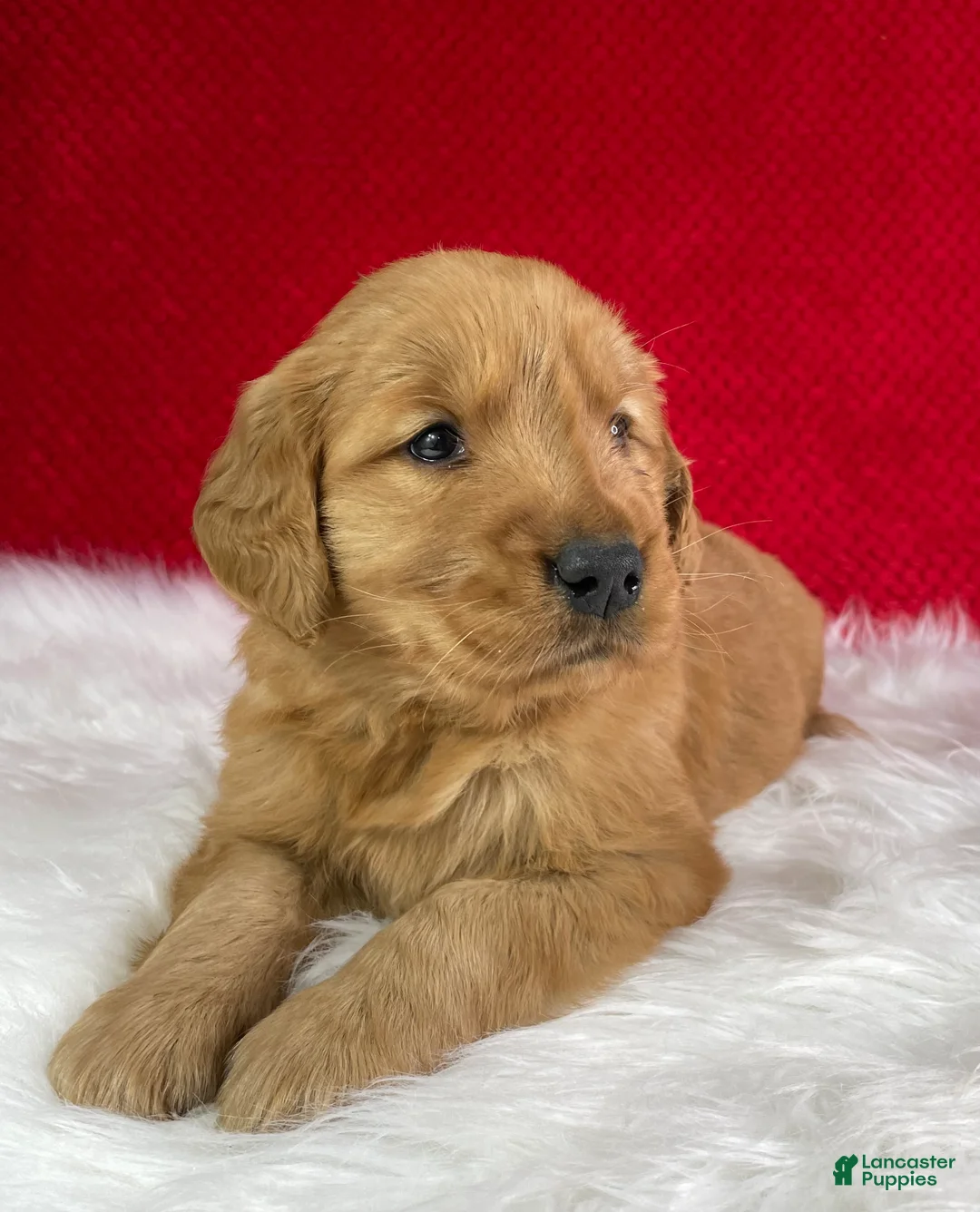 Golden Retriever dogs for sale: Willow - Ad 2