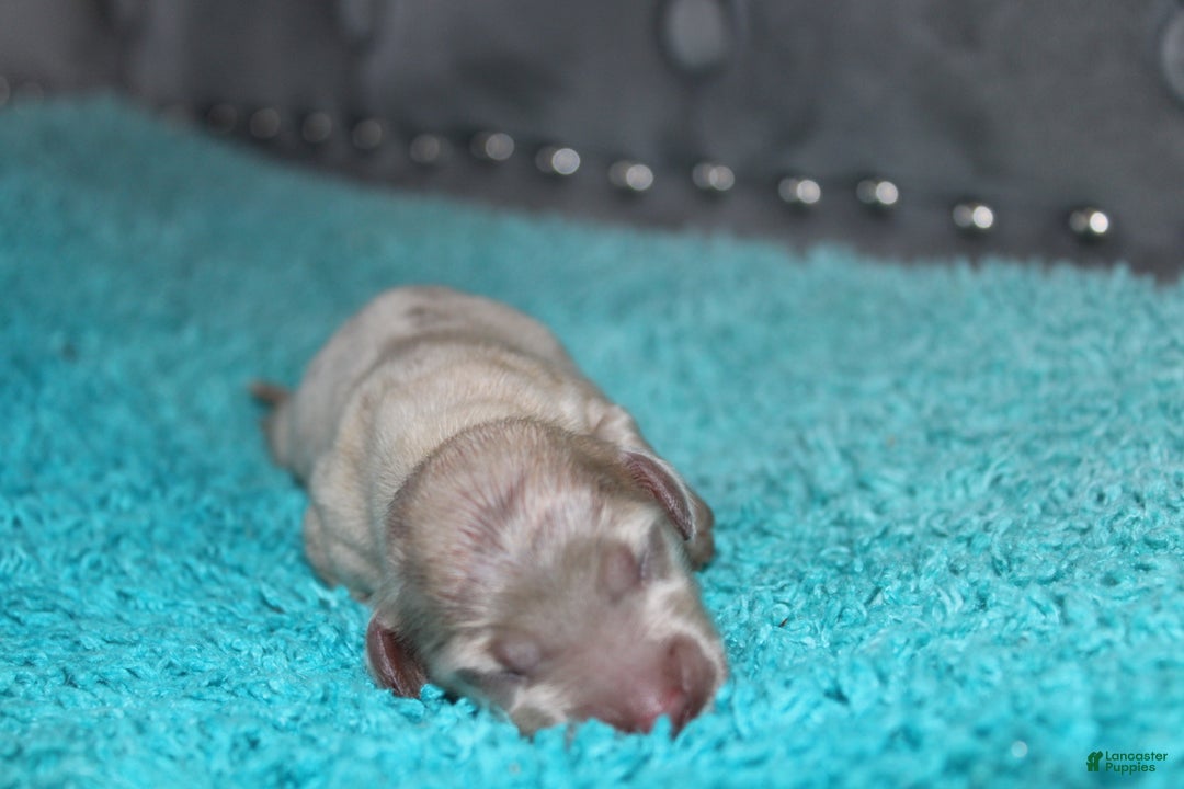 Miniature Dachshund dogs for sale: Minnie Mini - Ad 8