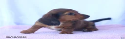 Miniature Dachshund dogs for sale: Dixie - Ad 4