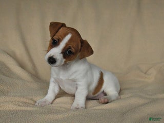 Jack Russell Terrier dogs Holly - Ad 25