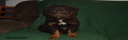Mixed Breed dogs for sale: Blaze - Ad 3