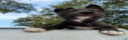 Pitsky dogs for sale: Pork-chop “Porkie” - Ad 3