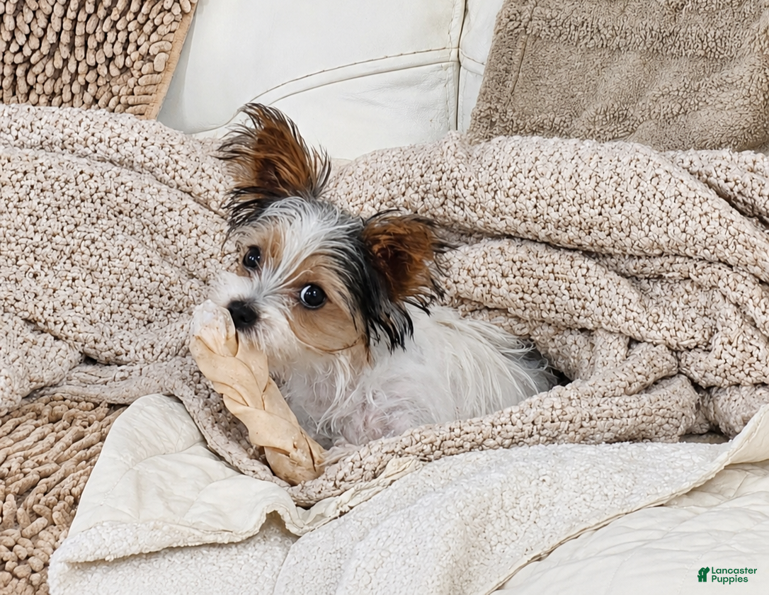 Yorkshire Terrier dogs Winston - Ad 4