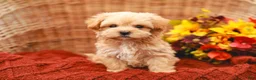 Maltipoo dogs for sale: Jude - Ad 2