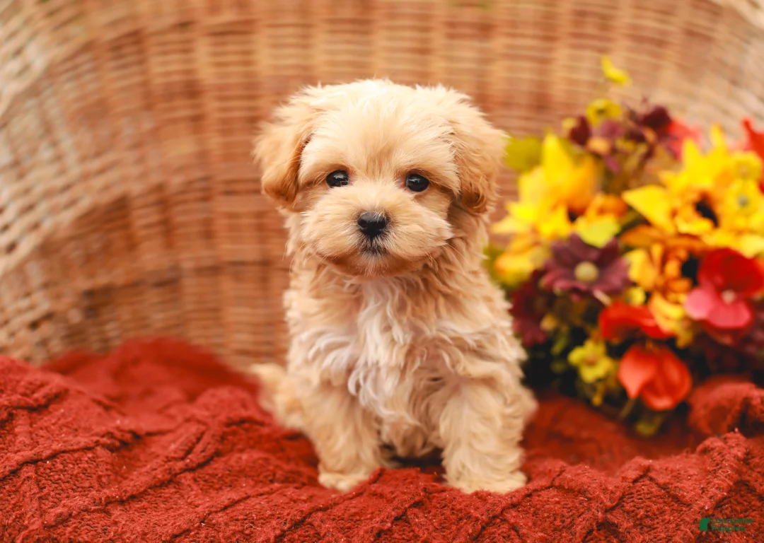 Maltipoo dogs for sale: Jude - Ad 2