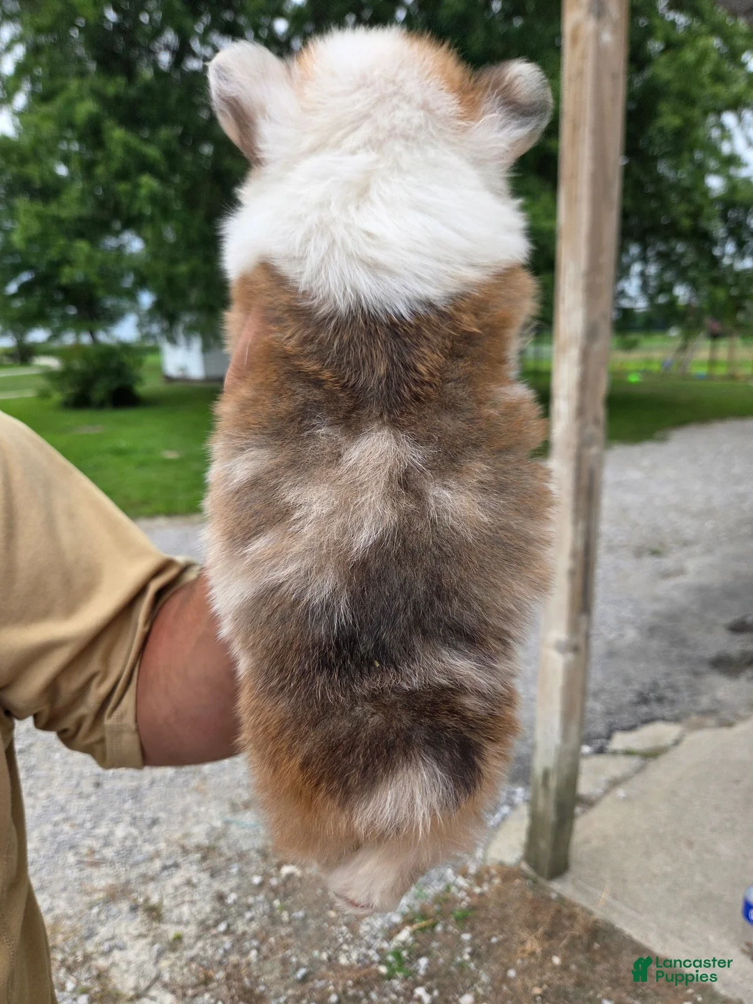 Welsh Corgi Pembroke dogs for sale: Welsh Corgi Pembroke 3 - Ad 2
