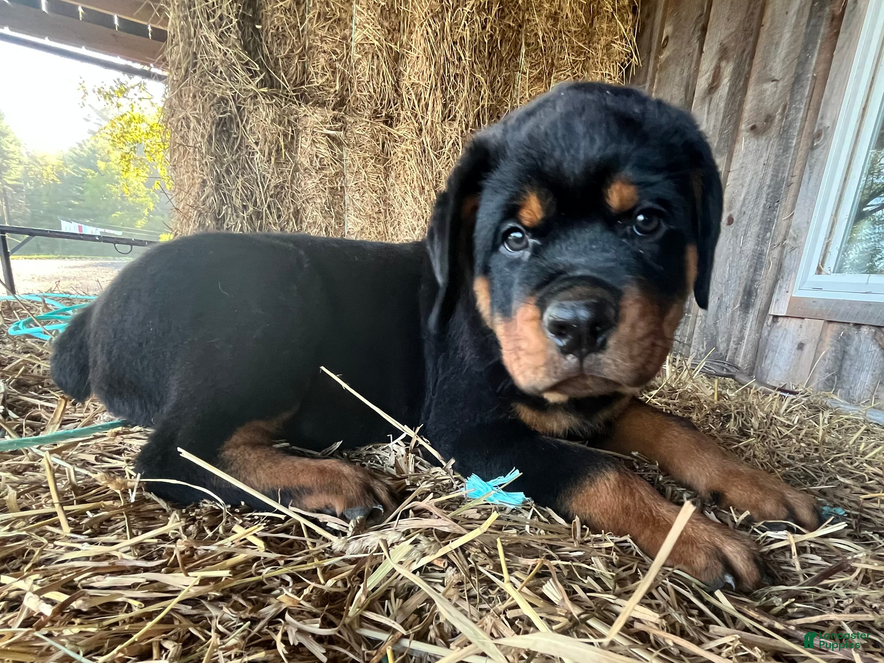 Rottweiler dogs Billy - Ad 6