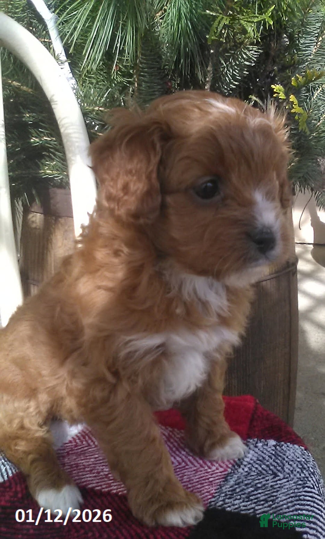 Cavapoo dogs for sale: Valentine - Ad 3