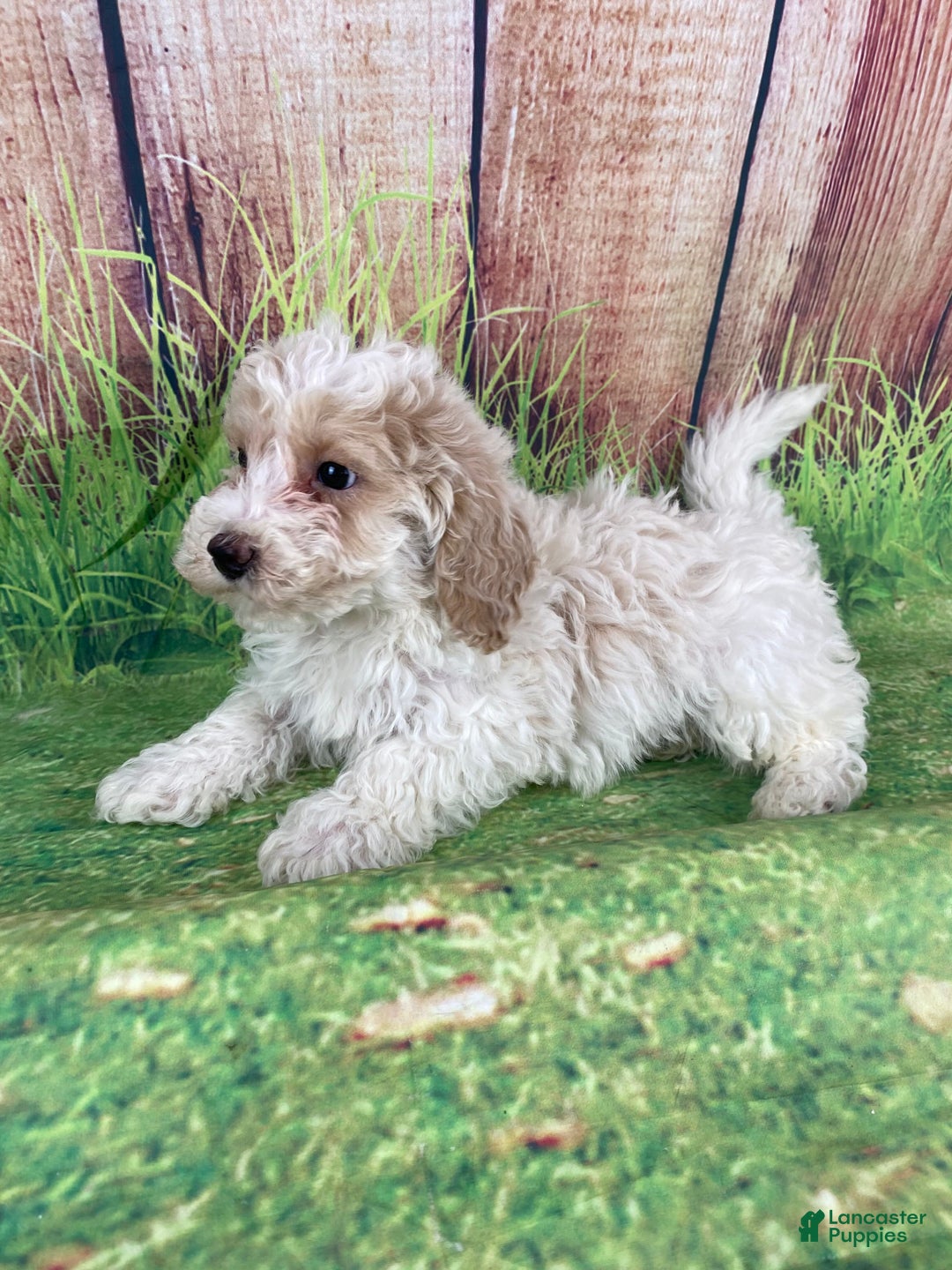 Miniature Poodle dogs for sale: Nelson - Ad 9