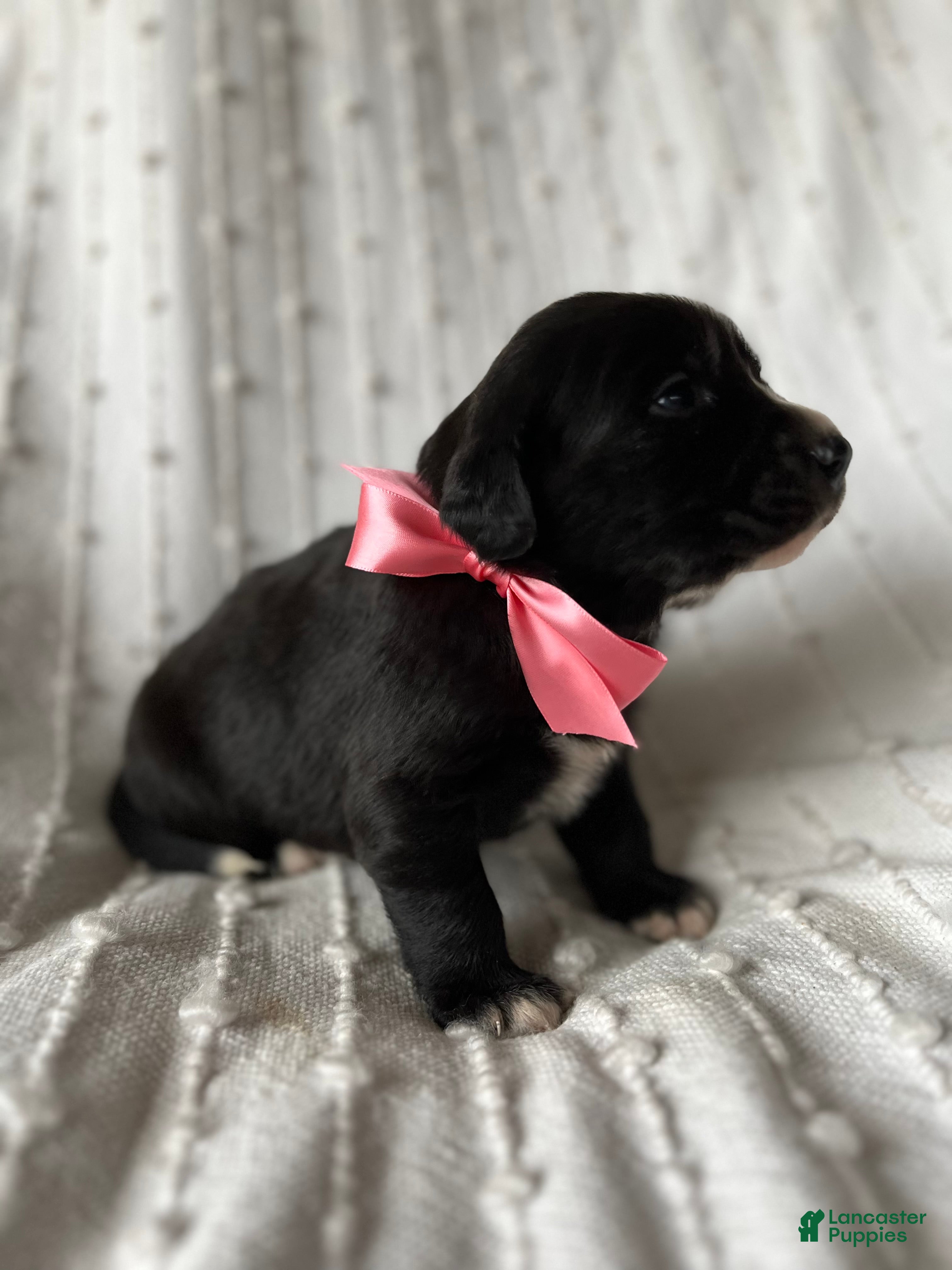 Mixed Breed dogs for sale: Allie - Ad 2