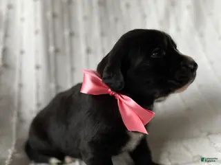 Mixed Breed dogs for sale: Allie - Ad 2