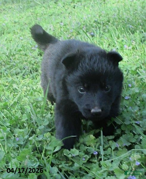 German Shepherd dogs Captain - Ad 2