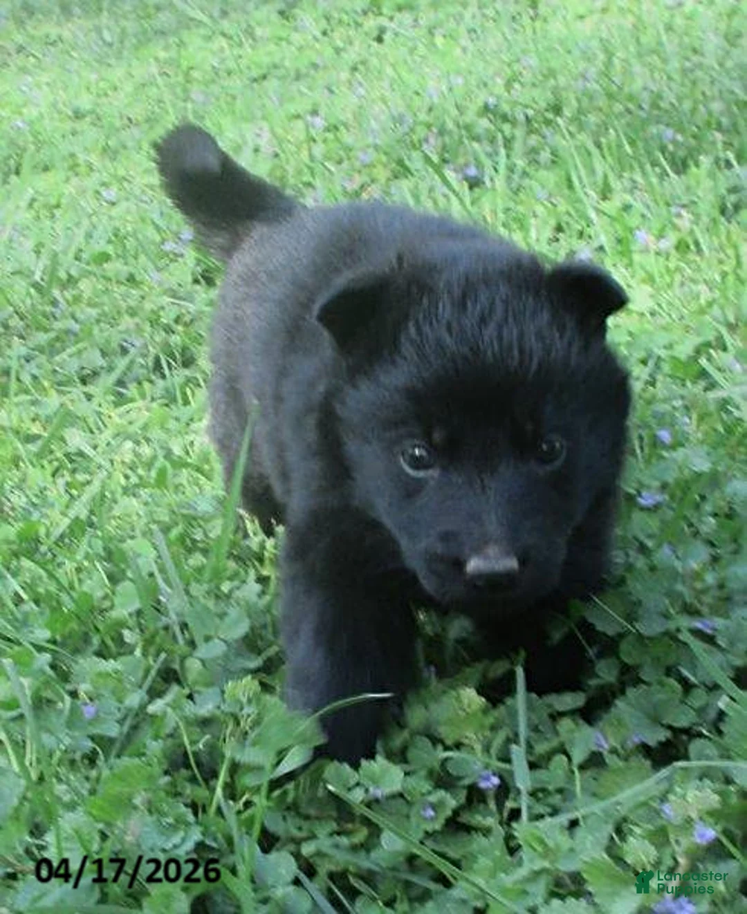 German Shepherd dogs for sale: Captain - Ad 2