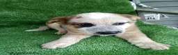 Australian Cattle Dog dogs for sale: Randy - Ad 1
