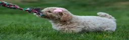 Bichpoo dogs for sale: 🐾 Olive 🐾 - Ad 9